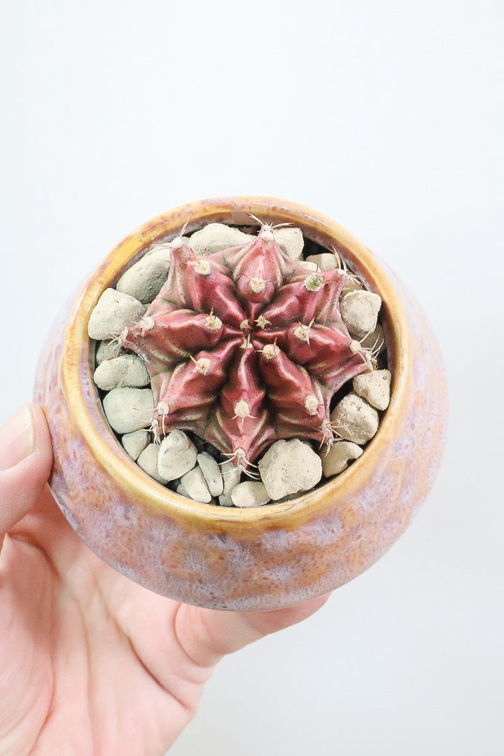 【ギムノカリキウム】全高9cmの超ミニミニサイズ！少し大人色の落ち着いた個体です！POTとのコントラストもイイ感じに仕上げました！