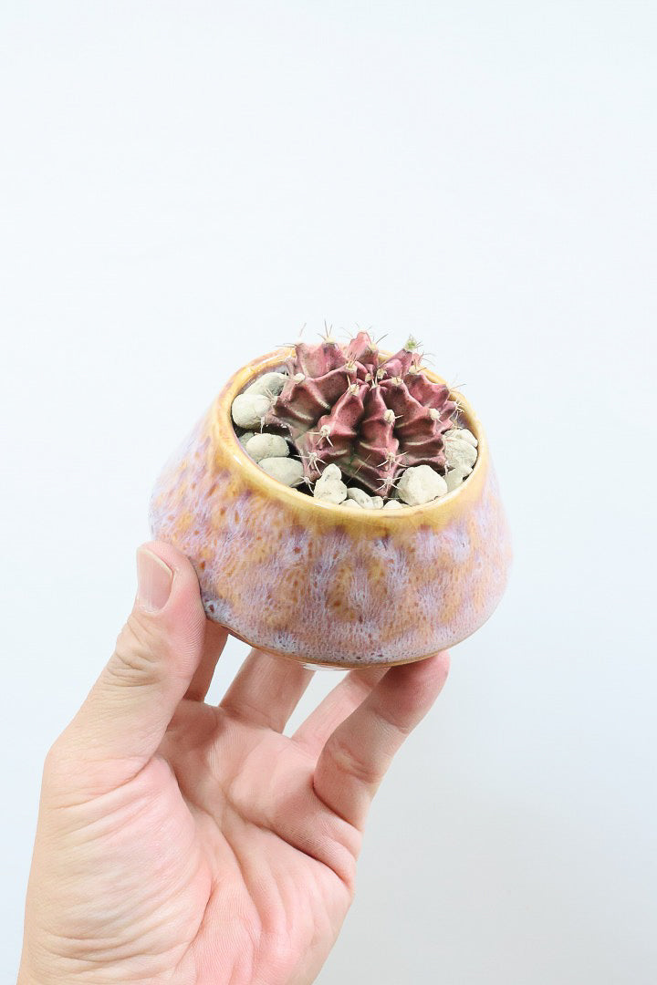 【ギムノカリキウム】全高9cmの超ミニミニサイズ！少し大人色の落ち着いた個体です！POTとのコントラストもイイ感じに仕上げました！