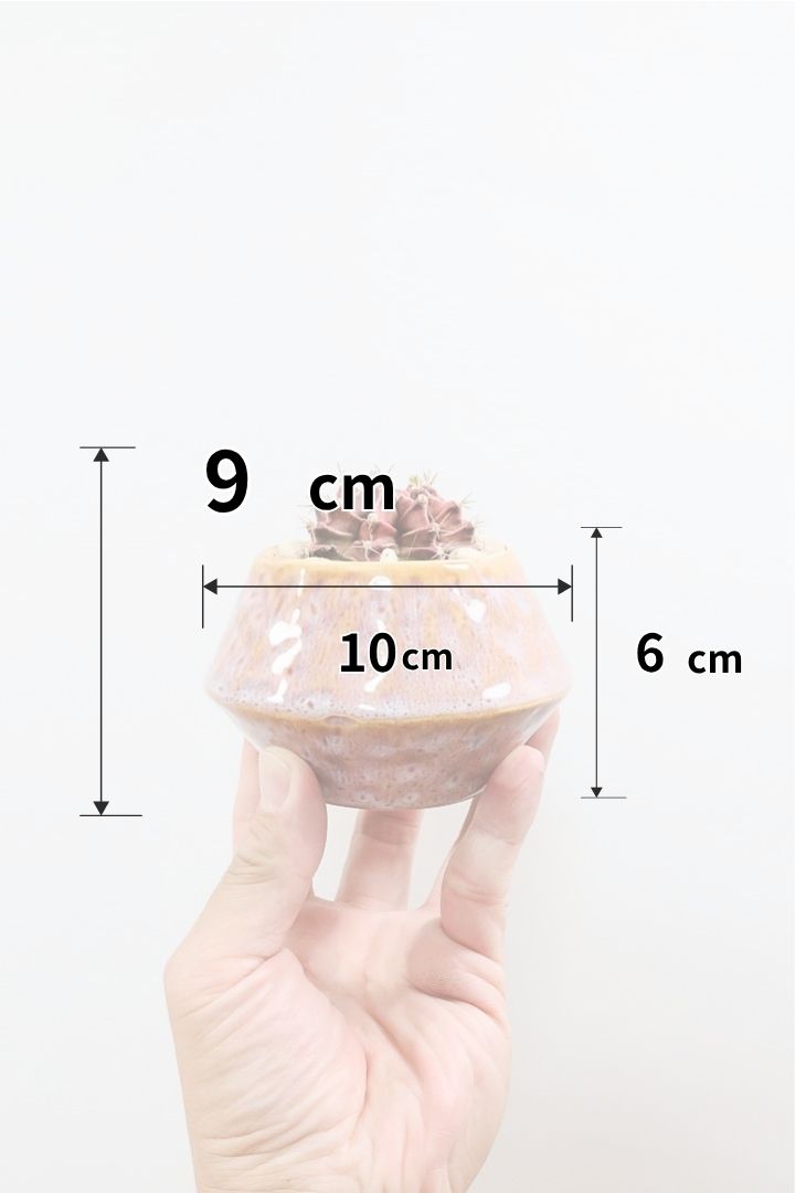 【ギムノカリキウム】全高9cmの超ミニミニサイズ！少し大人色の落ち着いた個体です！POTとのコントラストもイイ感じに仕上げました！