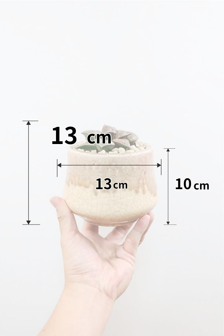 【ハオルチア SP】全高13cmのかわいいサイズ！品種名がわからないのですが、このポテンシャルはすごいと思います！今回限りの入荷で限定1鉢です！