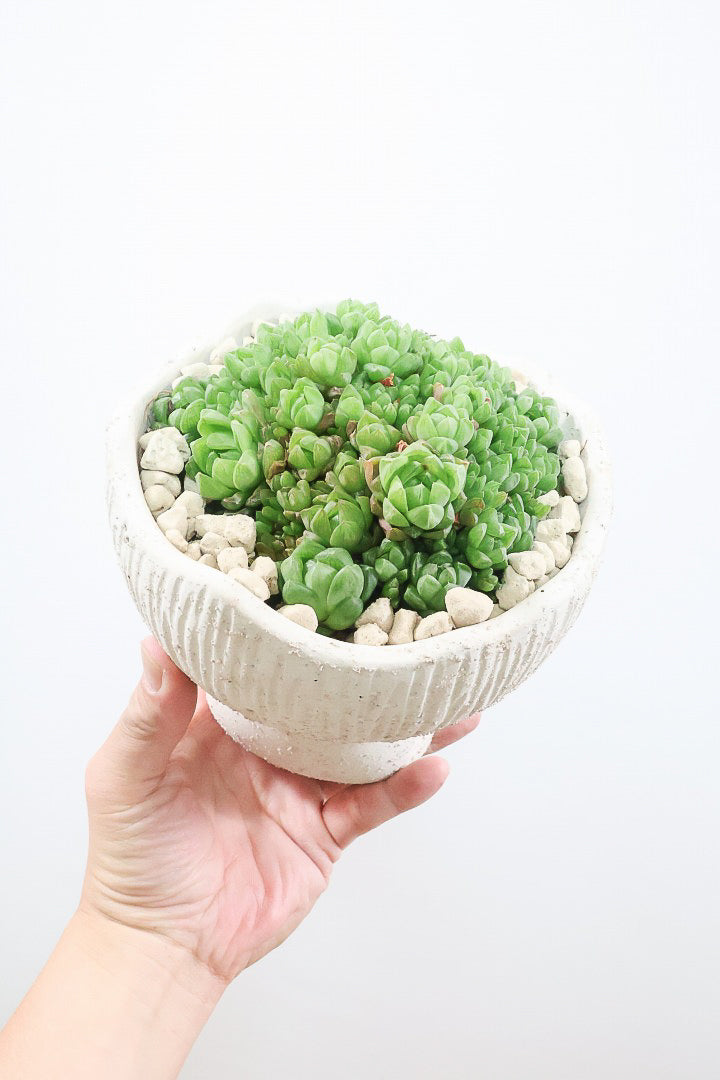 【ハオルチア シンビフォルミス】全高19cmのかわいいサイズ！今回は丸葉タイプの群生タイプのモリモリタイプ！密に葉が出ているのでかわいさ100点満点！ポットもスタイリッシュ！