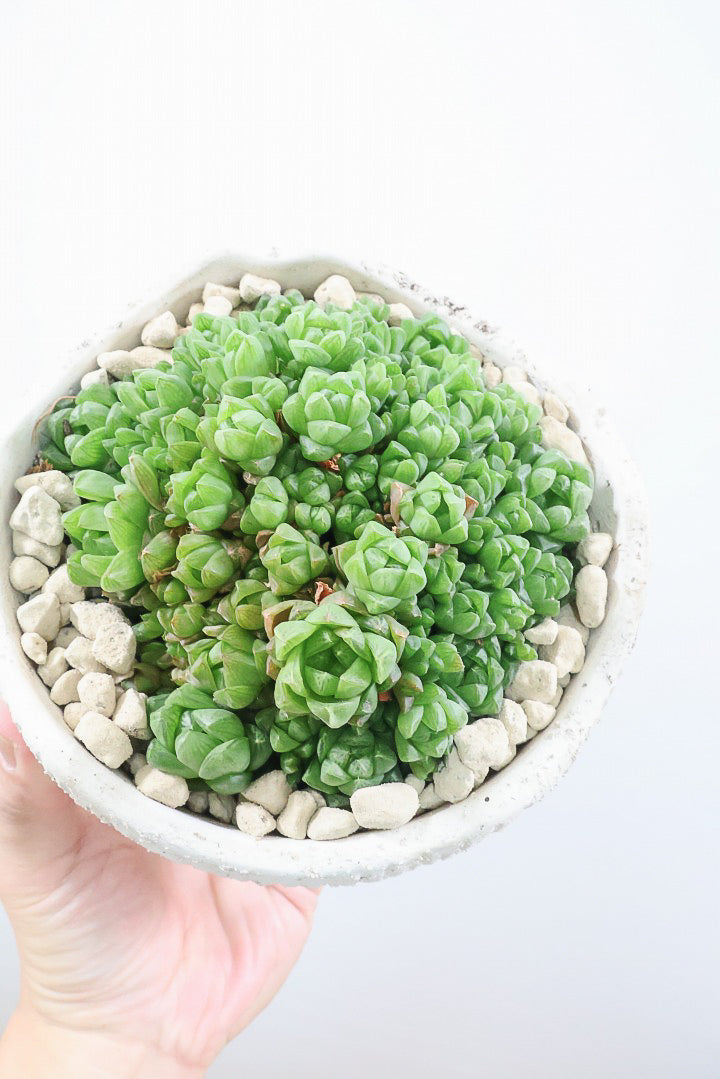 【ハオルチア シンビフォルミス】全高19cmのかわいいサイズ！今回は丸葉タイプの群生タイプのモリモリタイプ！密に葉が出ているのでかわいさ100点満点！ポットもスタイリッシュ！