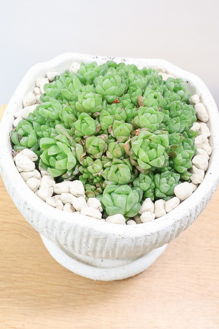 【ハオルチア シンビフォルミス】全高19cmのかわいいサイズ！今回は丸葉タイプの群生タイプのモリモリタイプ！密に葉が出ているのでかわいさ100点満点！ポットもスタイリッシュ！
