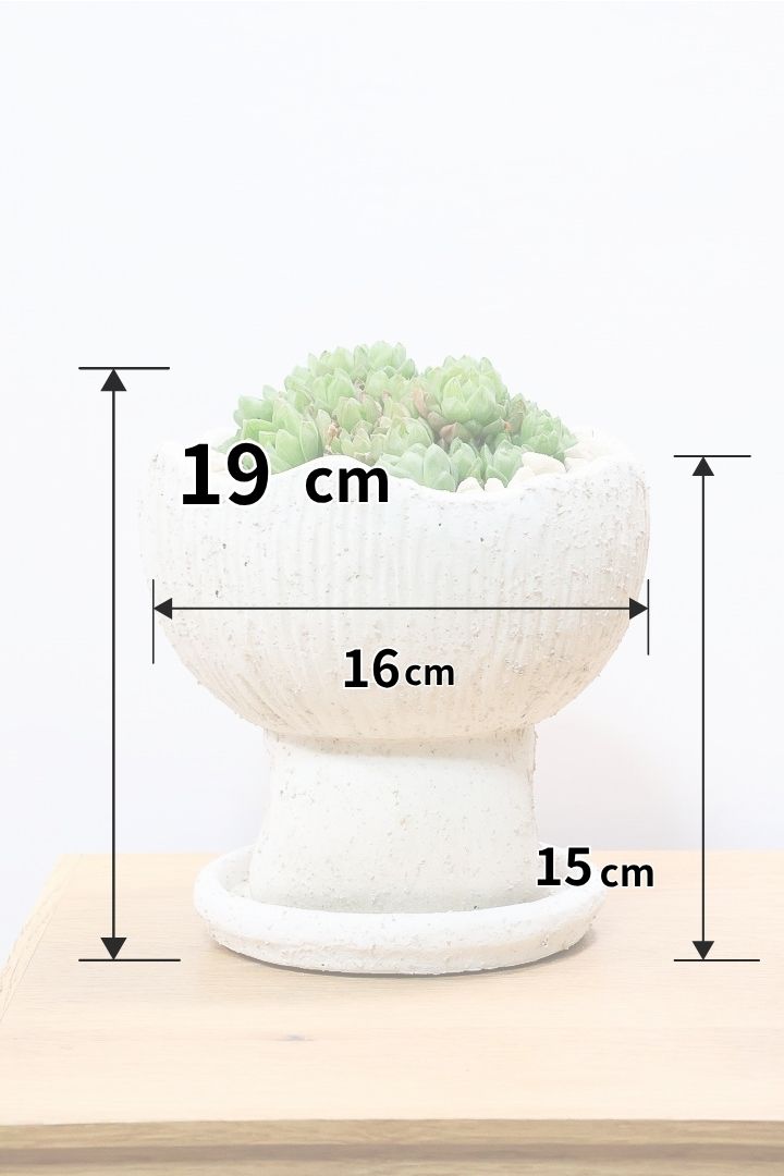 【ハオルチア シンビフォルミス】全高19cmのかわいいサイズ！今回は丸葉タイプの群生タイプのモリモリタイプ！密に葉が出ているのでかわいさ100点満点！ポットもスタイリッシュ！