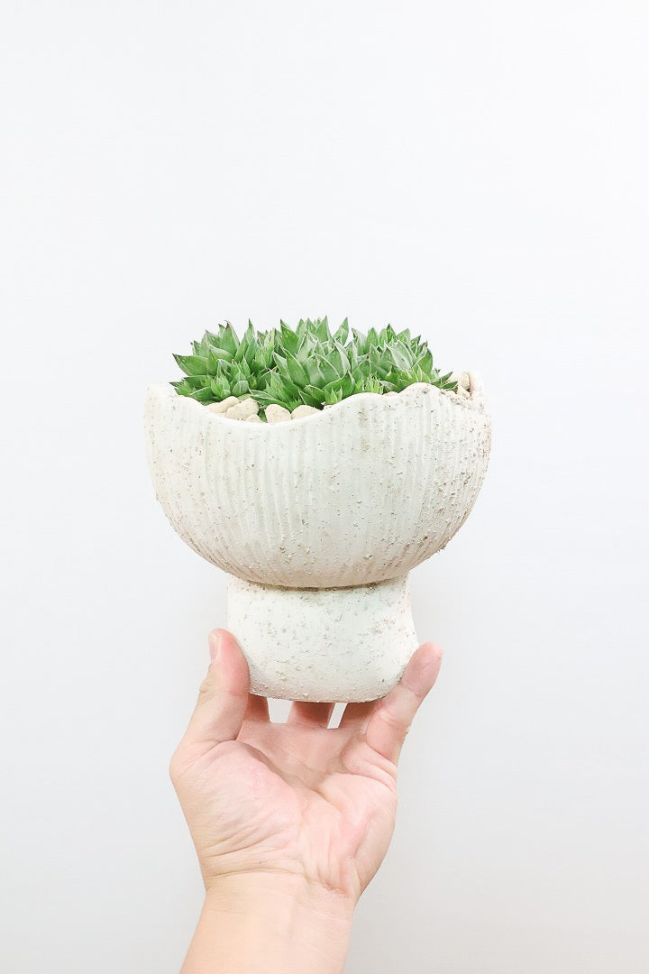 【ハオルチア シンビフォルミス】全高19cmのかわいいサイズ！今回は超群生タイプのモリモリタイプ！密に葉が出ているのでかわいさ100点満点！ポットもスタイリッシュ！