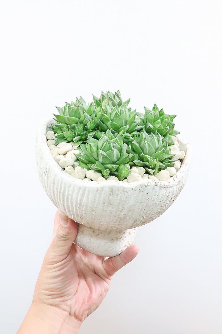 【ハオルチア シンビフォルミス】全高19cmのかわいいサイズ！今回は超群生タイプのモリモリタイプ！密に葉が出ているのでかわいさ100点満点！ポットもスタイリッシュ！