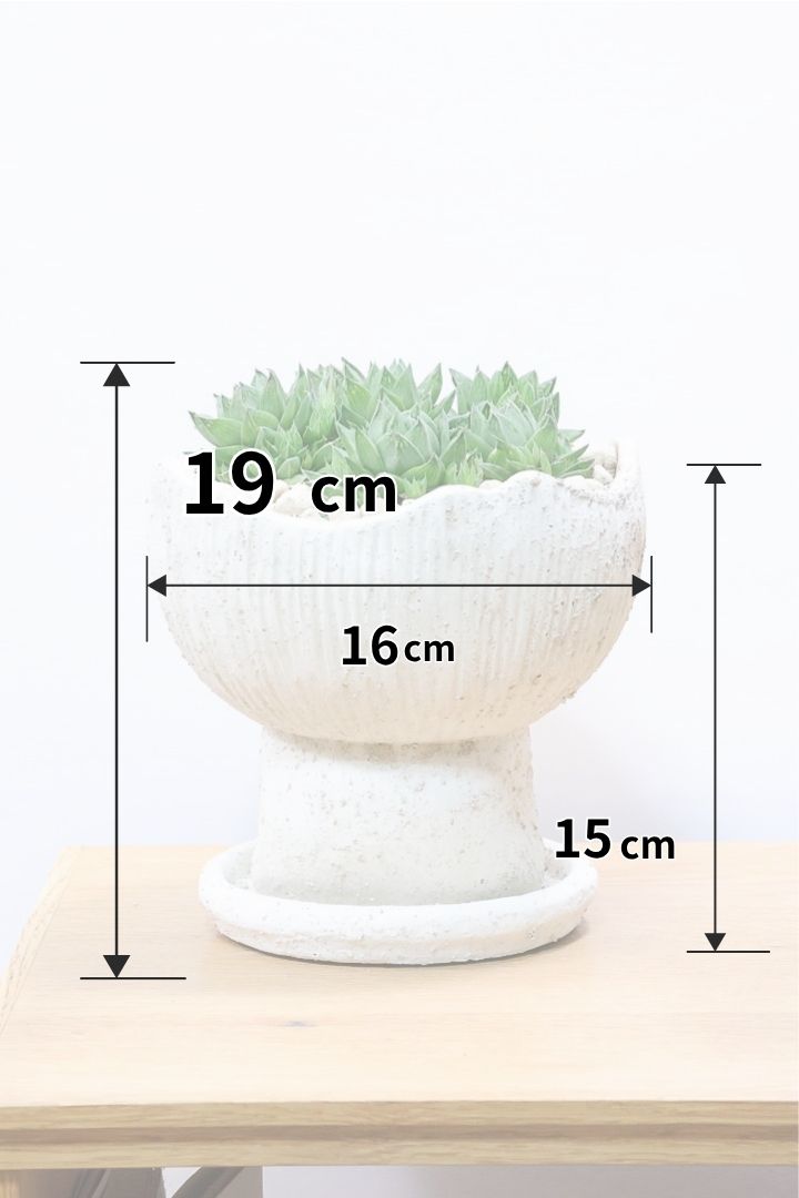 【ハオルチア シンビフォルミス】全高19cmのかわいいサイズ！今回は超群生タイプのモリモリタイプ！密に葉が出ているのでかわいさ100点満点！ポットもスタイリッシュ！