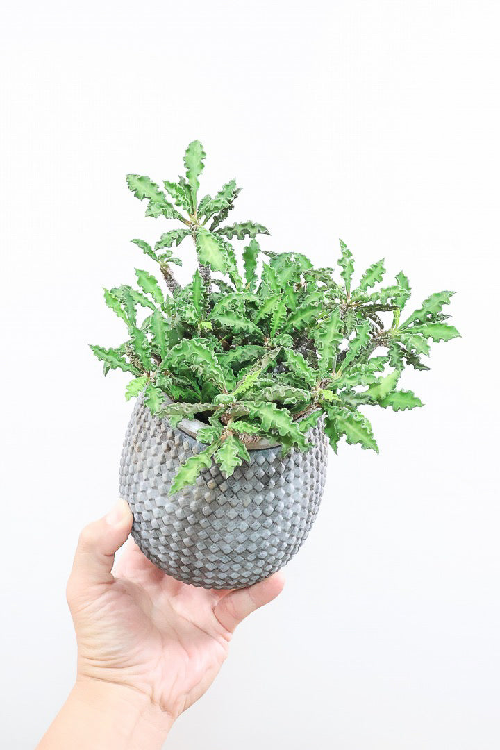 【ユーフォルビア  デカリー】APEGO初入荷の多肉植物！今は緑色の葉ですが、これからの季節は黒っぽい紫の葉色に変化していきます！