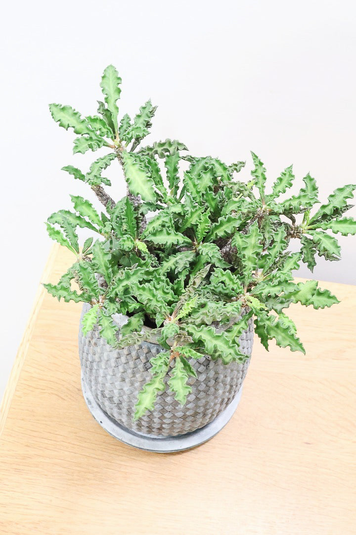 【ユーフォルビア  デカリー】APEGO初入荷の多肉植物！今は緑色の葉ですが、これからの季節は黒っぽい紫の葉色に変化していきます！