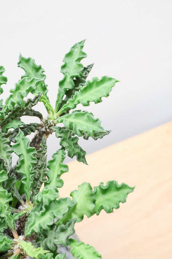 【ユーフォルビア  デカリー】APEGO初入荷の多肉植物！今は緑色の葉ですが、これからの季節は黒っぽい紫の葉色に変化していきます！