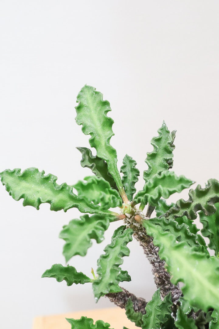【ユーフォルビア  デカリー】APEGO初入荷の多肉植物！今は緑色の葉ですが、これからの季節は黒っぽい紫の葉色に変化していきます！
