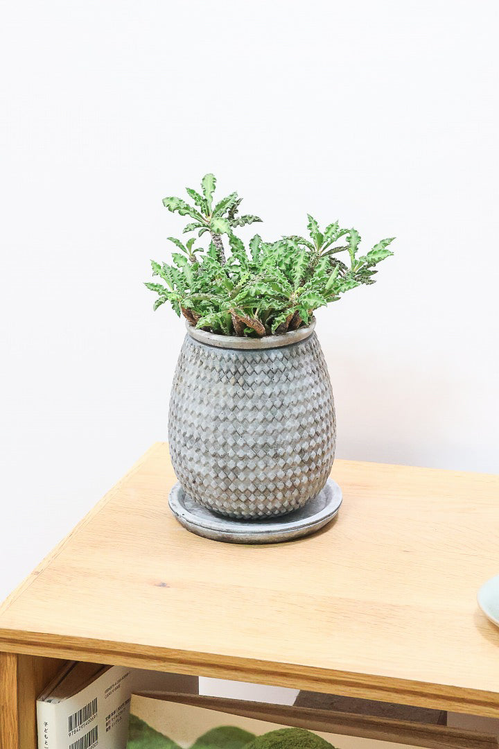 【ユーフォルビア  デカリー】APEGO初入荷の多肉植物！今は緑色の葉ですが、これからの季節は黒っぽい紫の葉色に変化していきます！
