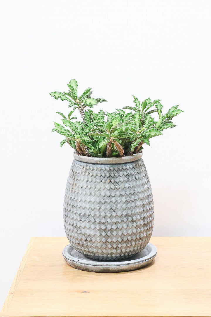 【ユーフォルビア  デカリー】APEGO初入荷の多肉植物！今は緑色の葉ですが、これからの季節は黒っぽい紫の葉色に変化していきます！