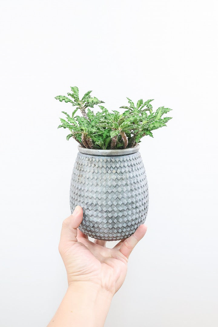 【ユーフォルビア  デカリー】APEGO初入荷の多肉植物！今は緑色の葉ですが、これからの季節は黒っぽい紫の葉色に変化していきます！