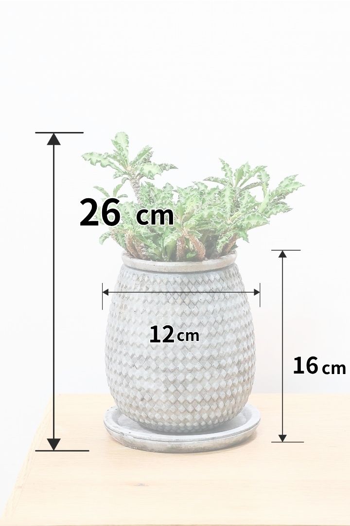 【ユーフォルビア  デカリー】APEGO初入荷の多肉植物！今は緑色の葉ですが、これからの季節は黒っぽい紫の葉色に変化していきます！