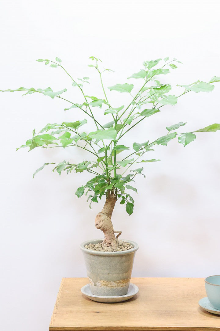 【ヘテロパナックス】全高26cm！ボリュームがあるタイプですので見た目の存在感がスゴイです！