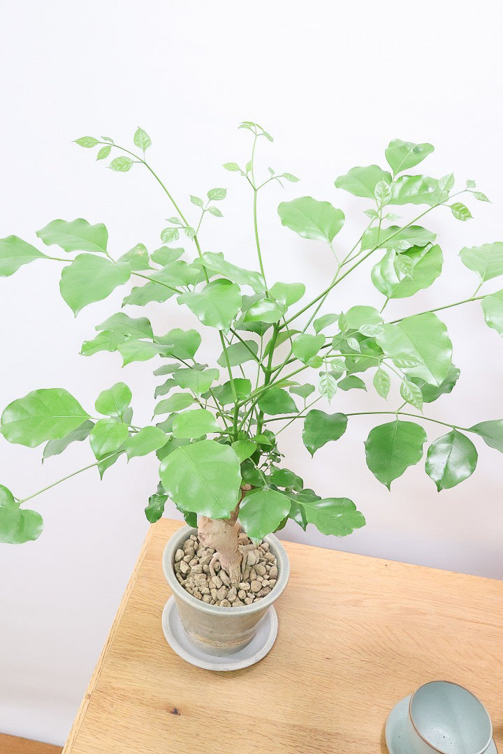 【ヘテロパナックス】全高26cm！ボリュームがあるタイプですので見た目の存在感がスゴイです！
