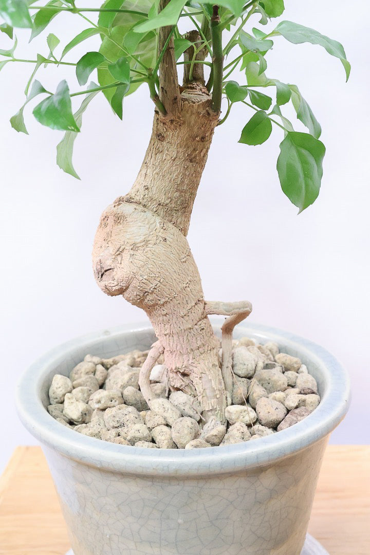 【ヘテロパナックス】全高26cm！ボリュームがあるタイプですので見た目の存在感がスゴイです！