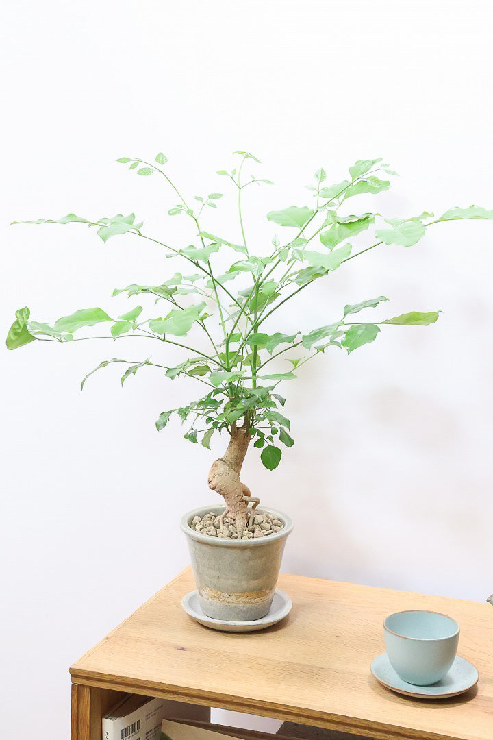 【ヘテロパナックス】全高26cm！ボリュームがあるタイプですので見た目の存在感がスゴイです！