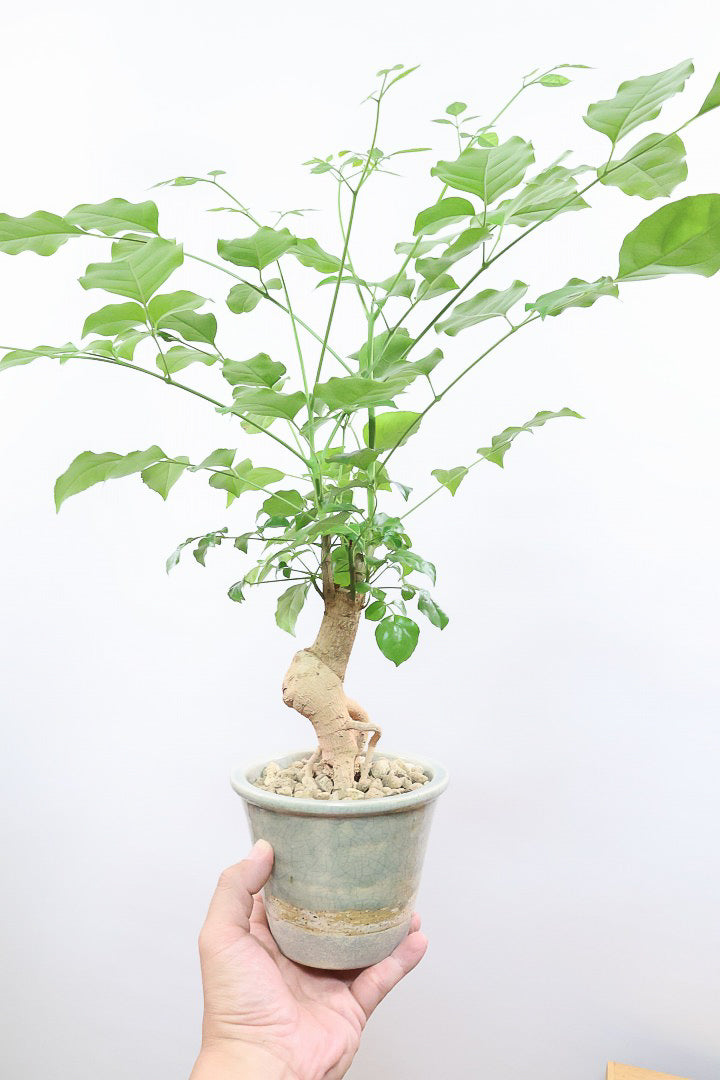 【ヘテロパナックス】全高26cm！ボリュームがあるタイプですので見た目の存在感がスゴイです！