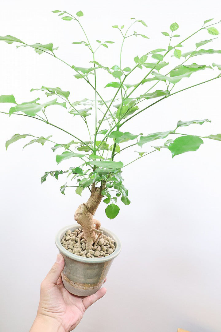 【ヘテロパナックス】全高26cm！ボリュームがあるタイプですので見た目の存在感がスゴイです！