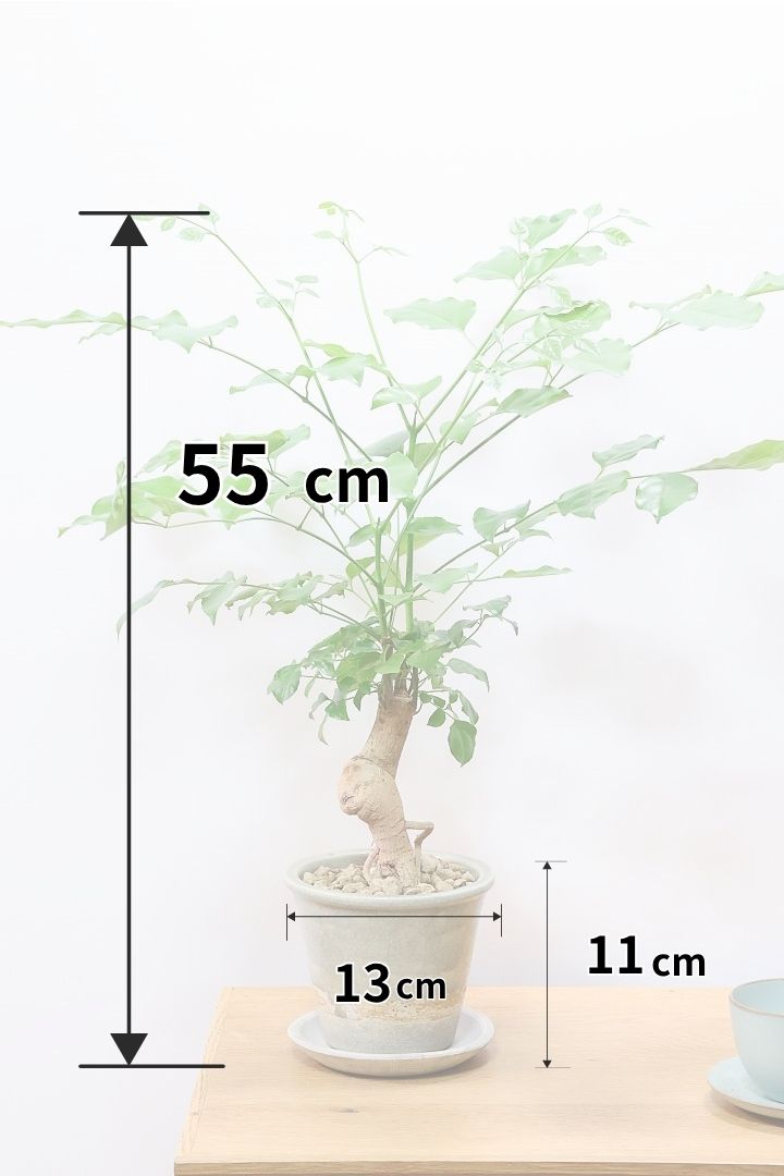 【ヘテロパナックス】全高26cm！ボリュームがあるタイプですので見た目の存在感がスゴイです！