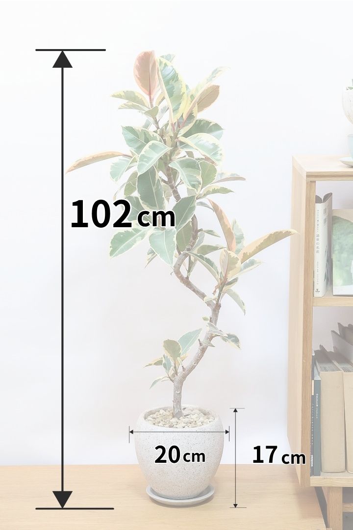 【フィカス ティネケ】全高102cmのすごくスタイリッシュな樹形！今回は樹形のバランスがとてもイイ感じだと思います！ぜひ！