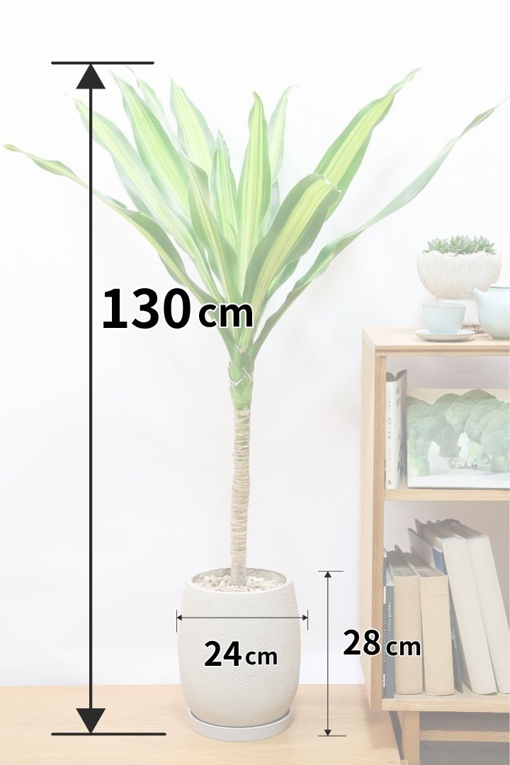 【ドラセナ フレグランス バーリー】全高130cmのBIGサイズ！極限まで葉色にこだわって発色をさせた素晴らしい個体なんです！