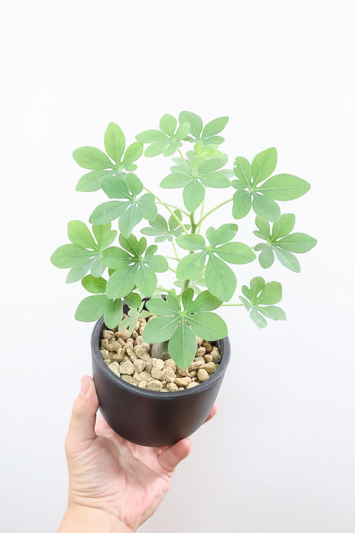 【アデニア グラウカ】全高34cmのかわいいサイズ！足元に芽があるタイプです！将来的にボリュームが出そうな予感です！