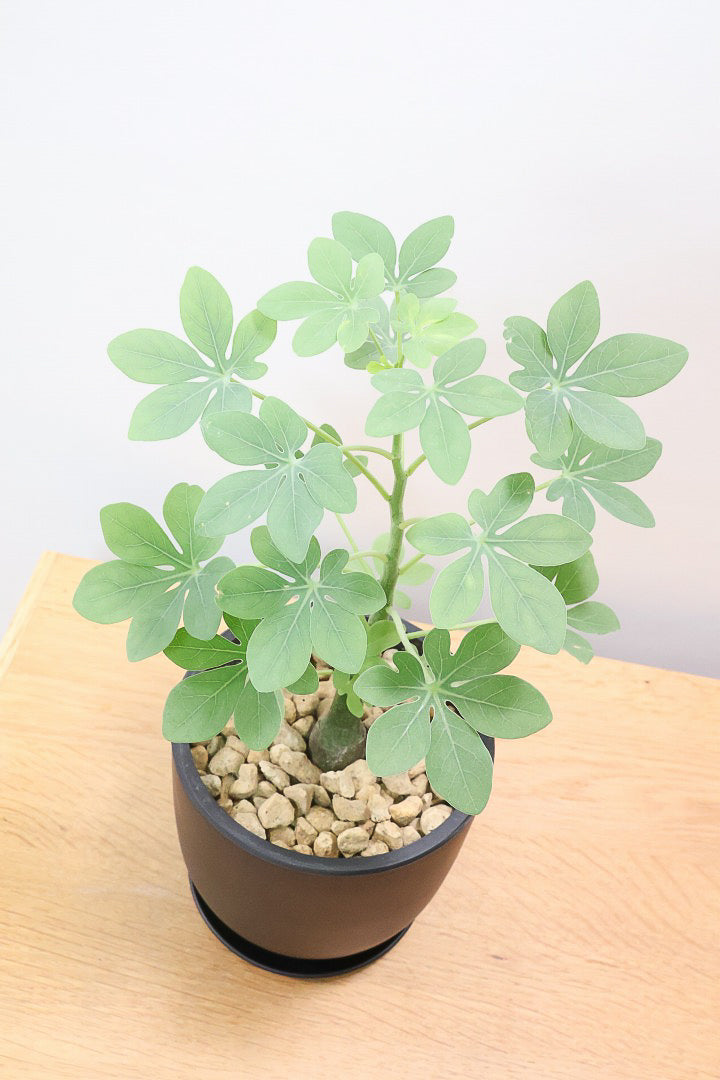 【アデニア グラウカ】全高34cmのかわいいサイズ！足元に芽があるタイプです！将来的にボリュームが出そうな予感です！