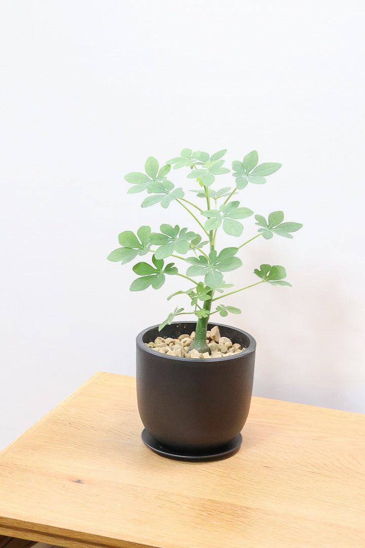 【アデニア グラウカ】全高34cmのかわいいサイズ！足元に芽があるタイプです！将来的にボリュームが出そうな予感です！