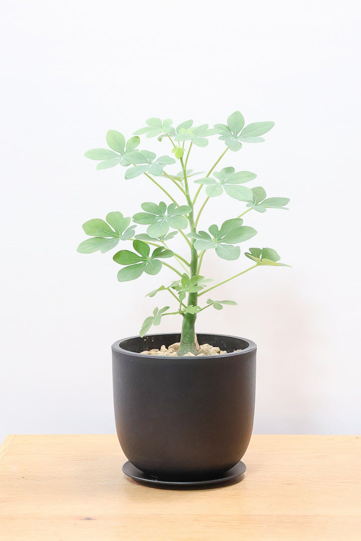 【アデニア グラウカ】全高34cmのかわいいサイズ！足元に芽があるタイプです！将来的にボリュームが出そうな予感です！