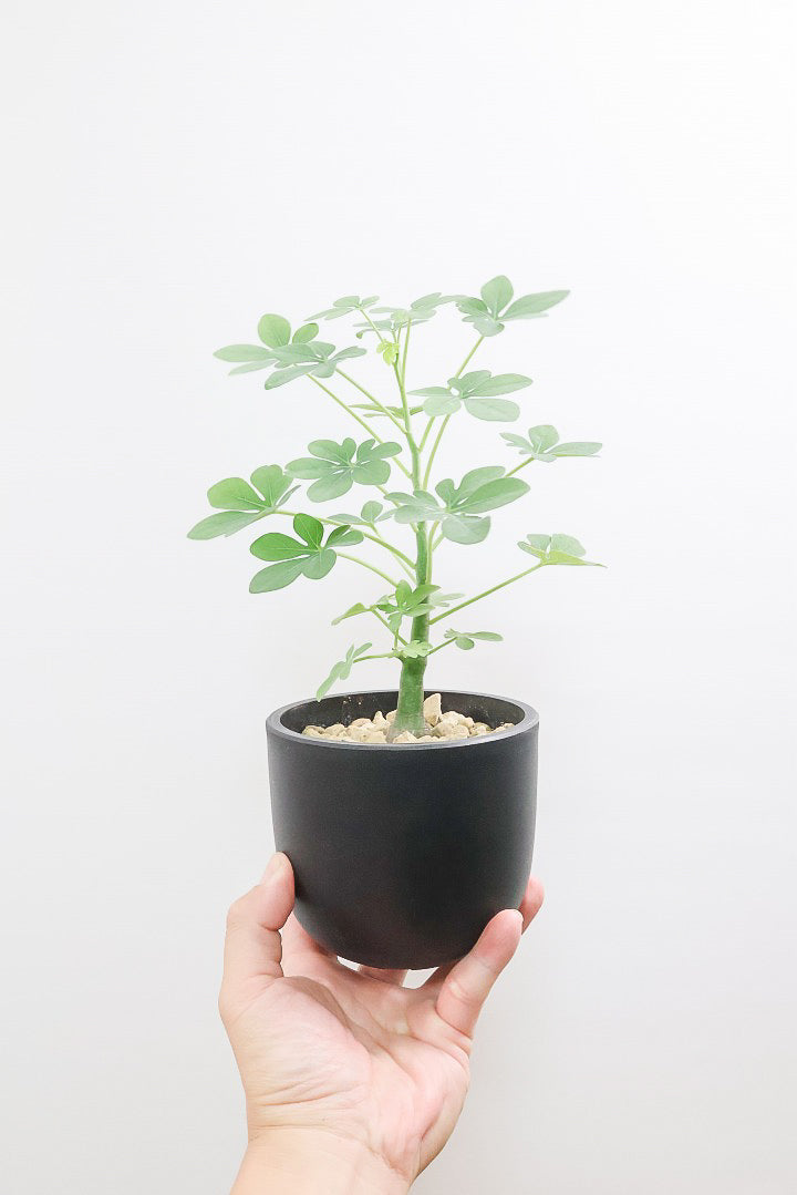 【アデニア グラウカ】全高34cmのかわいいサイズ！足元に芽があるタイプです！将来的にボリュームが出そうな予感です！