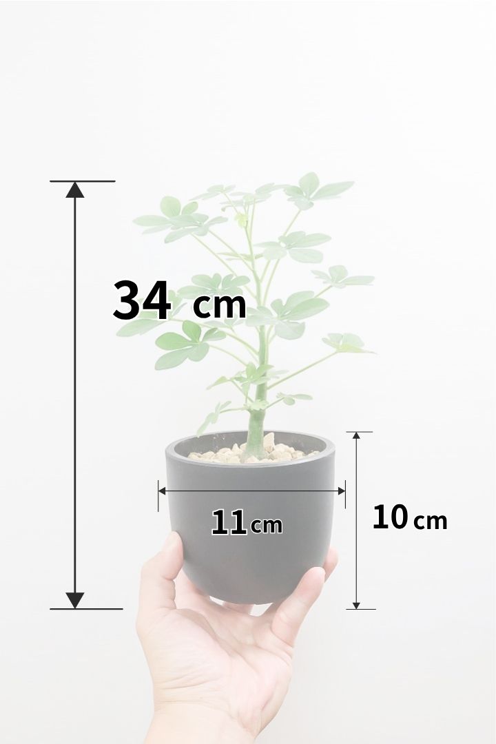 【アデニア グラウカ】全高34cmのかわいいサイズ！足元に芽があるタイプです！将来的にボリュームが出そうな予感です！