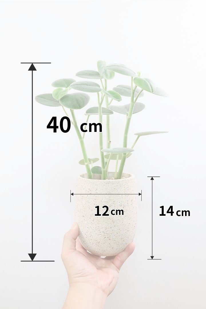 【ペペロミア  ホバリア】全高ア40cmのかわいいサイズ！ペペロミアの中でもまん丸のかわいい葉が人気なんです！