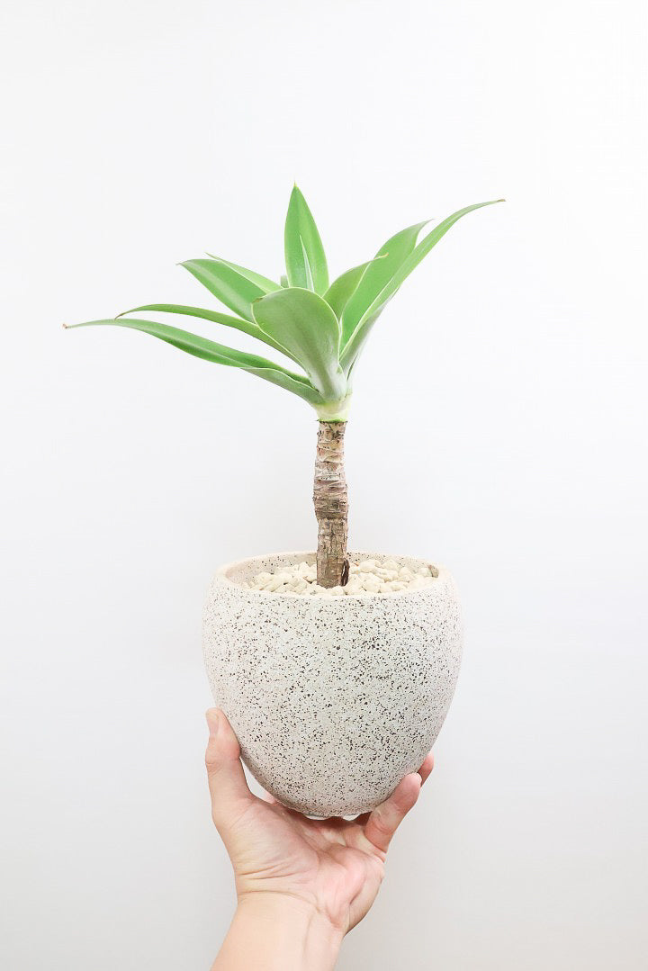 【アガベ アテナータ】全高43cmのちょうどいいサイズ！このサイズはAPEGO初入荷！シルバーグリーンの美しい葉！幹立ちなので年季が感じられます！