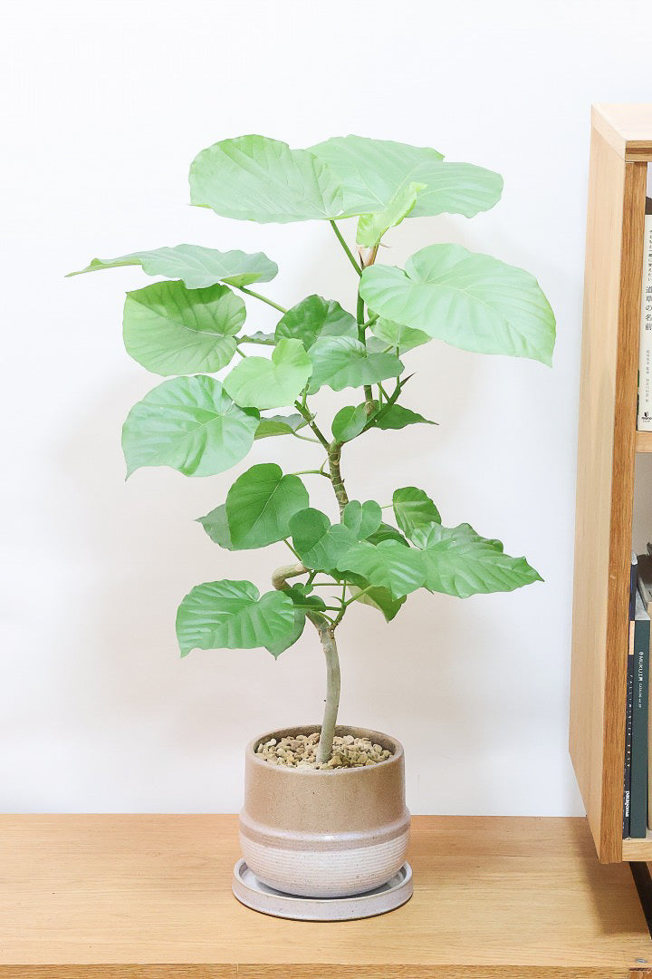 【ウンベラータ】全高80cmの程よいボリューム！今回はAPEGOでも初入荷のカワイイブラウンのPOTを合わせてみました！