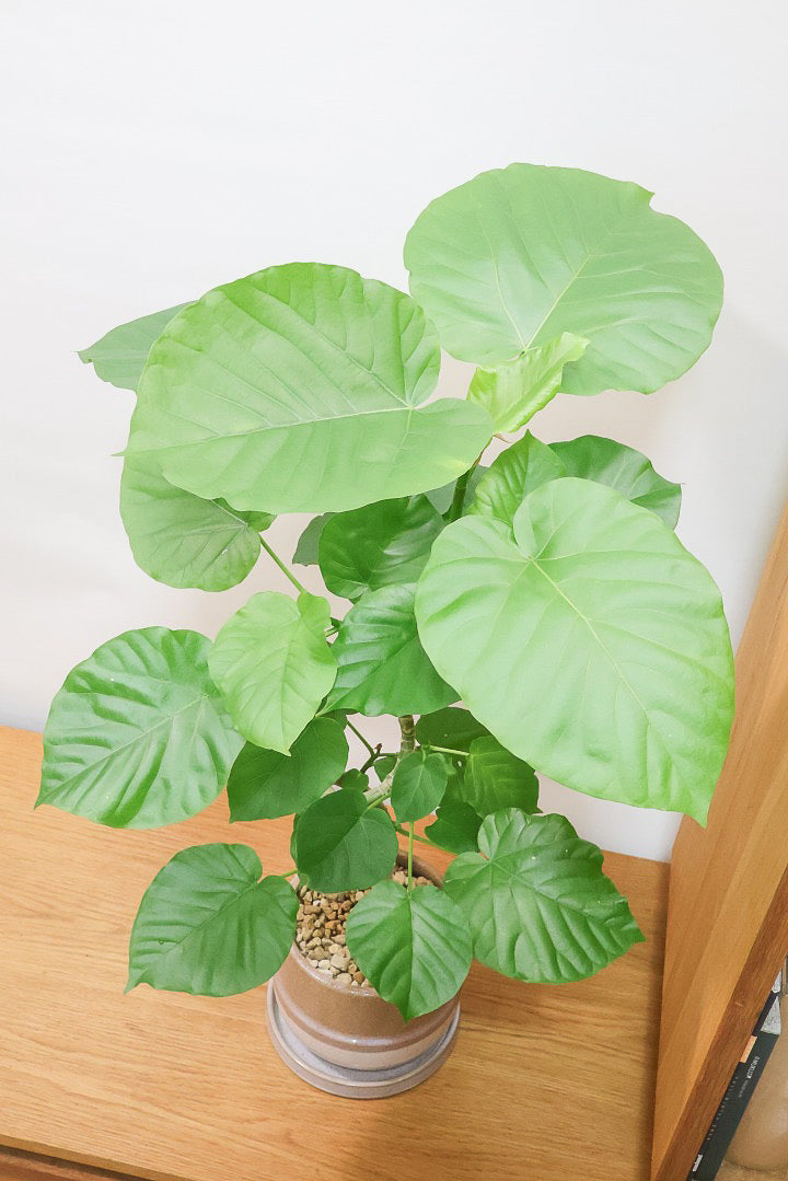 【ウンベラータ】全高80cmの程よいボリューム！今回はAPEGOでも初入荷のカワイイブラウンのPOTを合わせてみました！