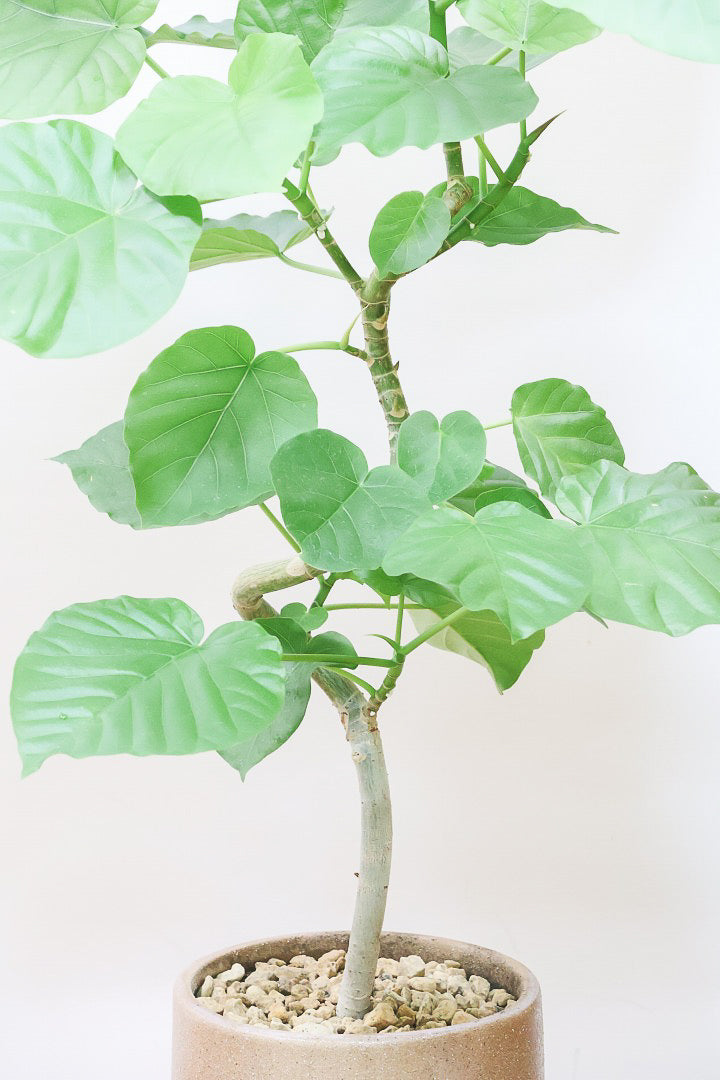 【ウンベラータ】全高80cmの程よいボリューム！今回はAPEGOでも初入荷のカワイイブラウンのPOTを合わせてみました！