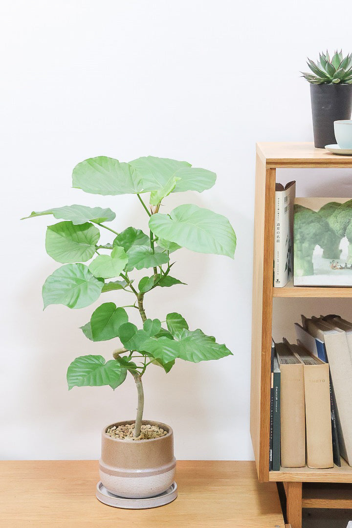 【ウンベラータ】全高80cmの程よいボリューム！今回はAPEGOでも初入荷のカワイイブラウンのPOTを合わせてみました！