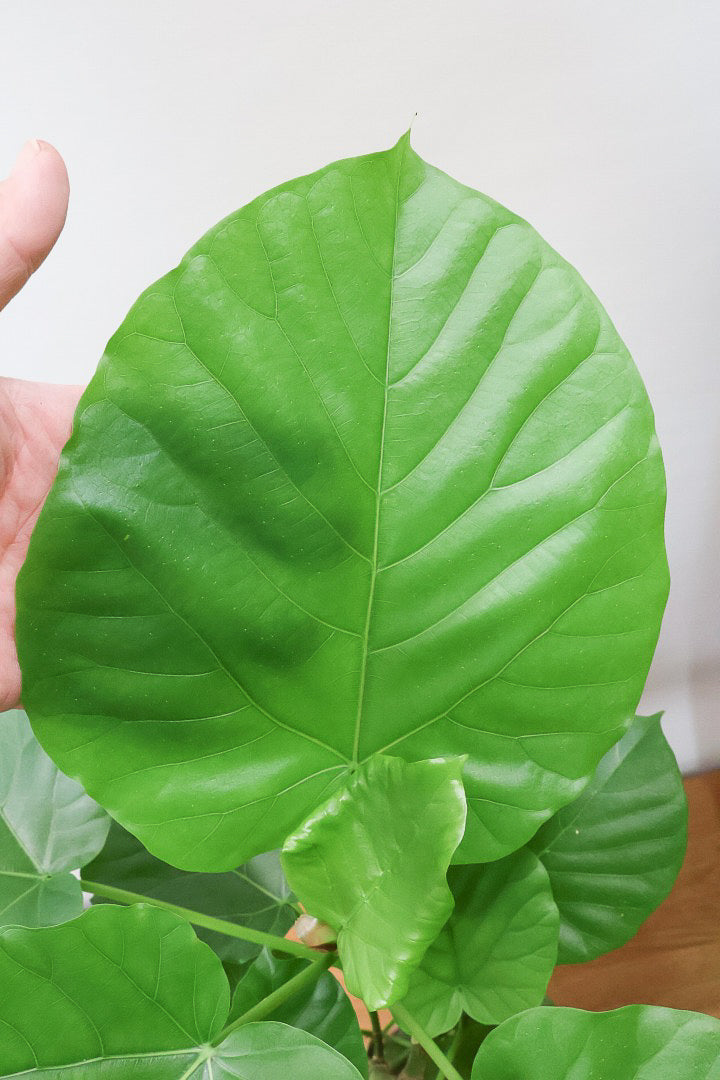 【ウンベラータ】全高80cmの程よいボリューム！今回はAPEGOでも初入荷のカワイイブラウンのPOTを合わせてみました！