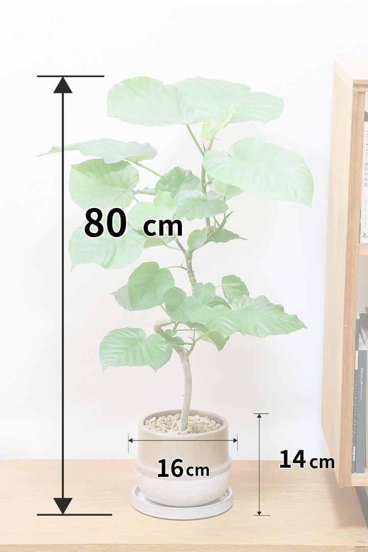 【ウンベラータ】全高80cmの程よいボリューム！今回はAPEGOでも初入荷のカワイイブラウンのPOTを合わせてみました！