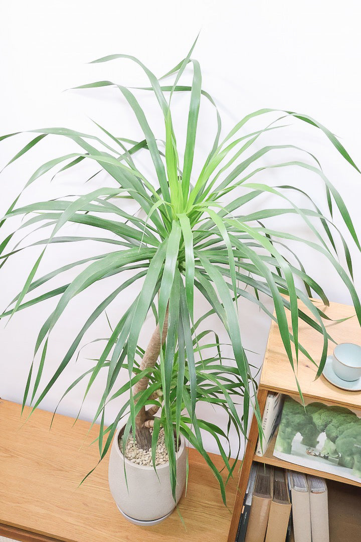 【カンボジアーナ】全高135cmのBIGサイズ！全体のバランスがとってもいい！丈夫で育てやすいのでお部屋のインテリアにぴったり！