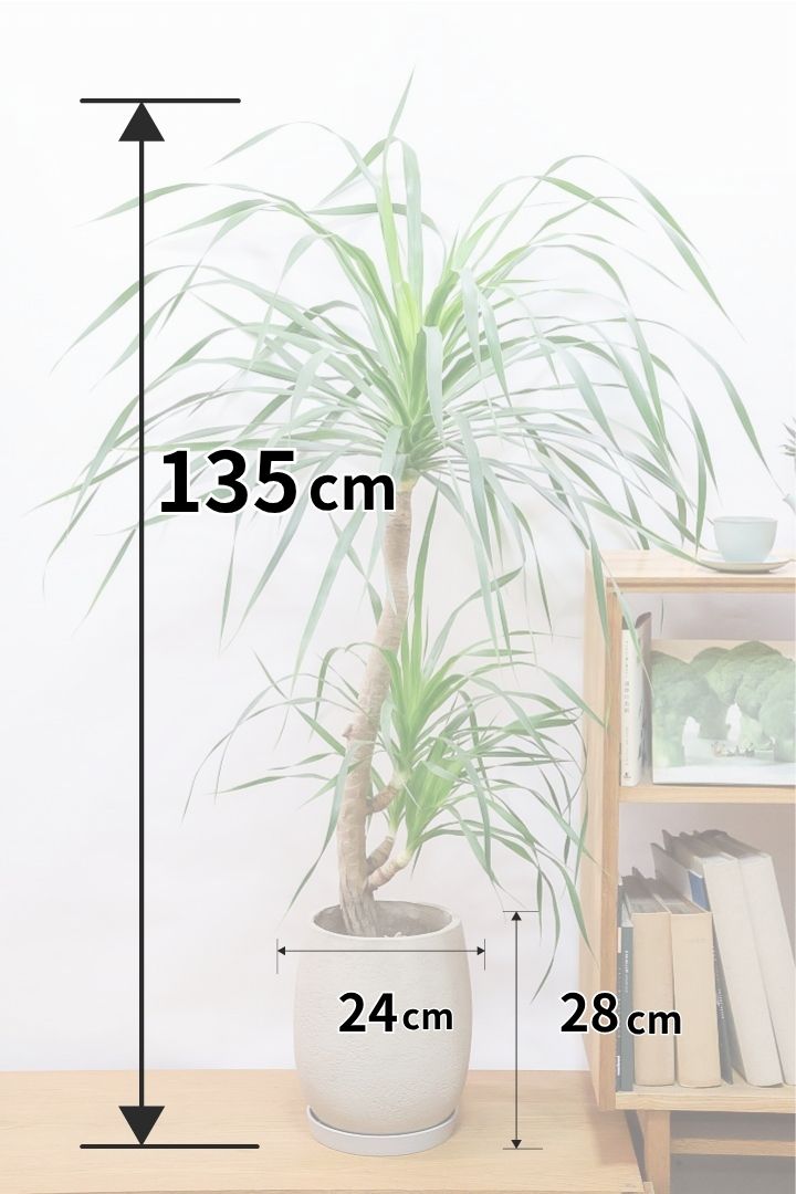 【カンボジアーナ】全高135cmのBIGサイズ！全体のバランスがとってもいい！丈夫で育てやすいのでお部屋のインテリアにぴったり！