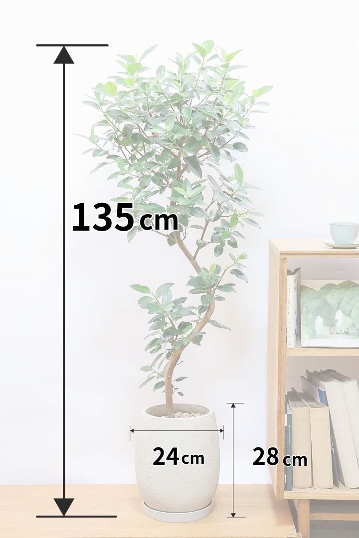 【フランスゴム】全高135cmのBIGサイズ！今回は葉数も多くてンボリュームがあるタイプ！存在感がありますよ！