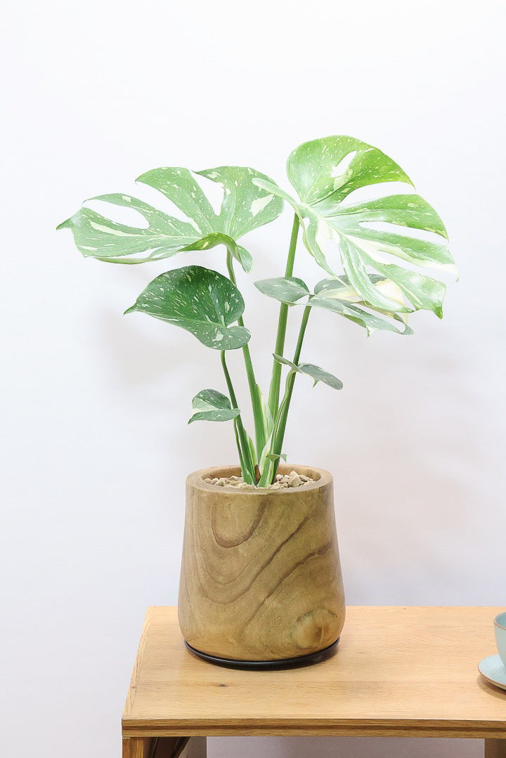 【モンステラ タイコンステレーション】全高57cm！今回は人気の木製POTに植え込みました！葉の向きが揃っていてバランスが良いのでカッコイイ！