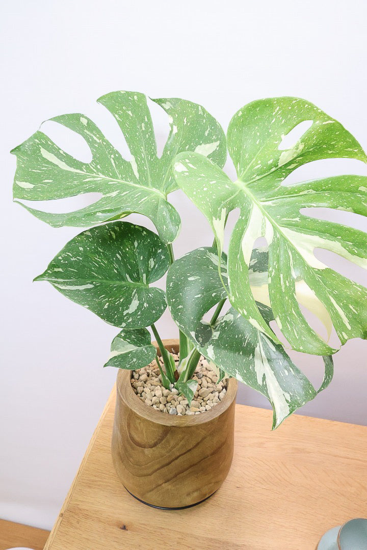 【モンステラ タイコンステレーション】全高57cm！今回は人気の木製POTに植え込みました！葉の向きが揃っていてバランスが良いのでカッコイイ！