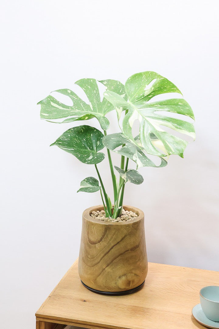 【モンステラ タイコンステレーション】全高57cm！今回は人気の木製POTに植え込みました！葉の向きが揃っていてバランスが良いのでカッコイイ！