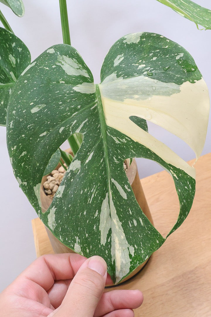 【モンステラ タイコンステレーション】全高57cm！今回は人気の木製POTに植え込みました！葉の向きが揃っていてバランスが良いのでカッコイイ！