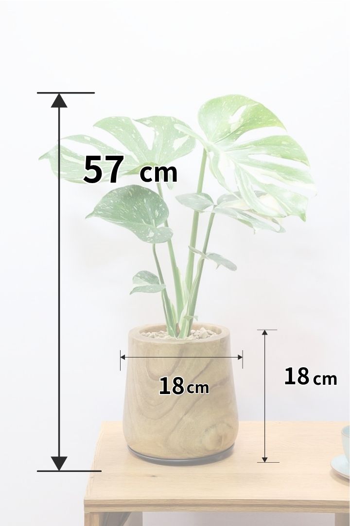 【モンステラ タイコンステレーション】全高57cm！今回は人気の木製POTに植え込みました！葉の向きが揃っていてバランスが良いのでカッコイイ！